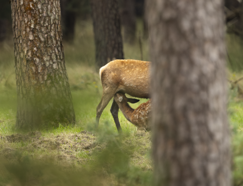 Jagd zwischen Tradition, Technik und Verantwortung